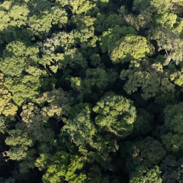 canopy from the sky gabon