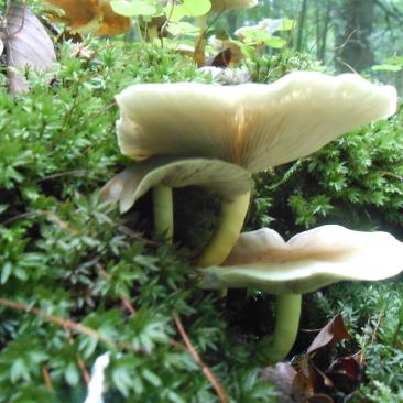 mushrooms on tree in FSC certified belgian forest