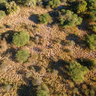 Namibia_drone bushes